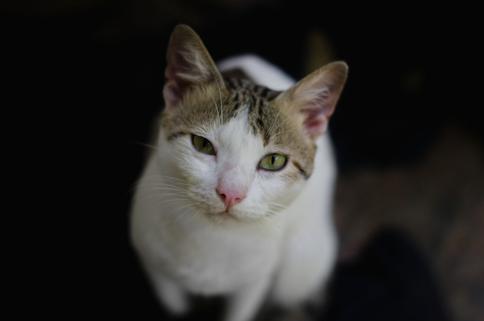 Nikon AF-S Nikkor 50mm F1.8G sample photo