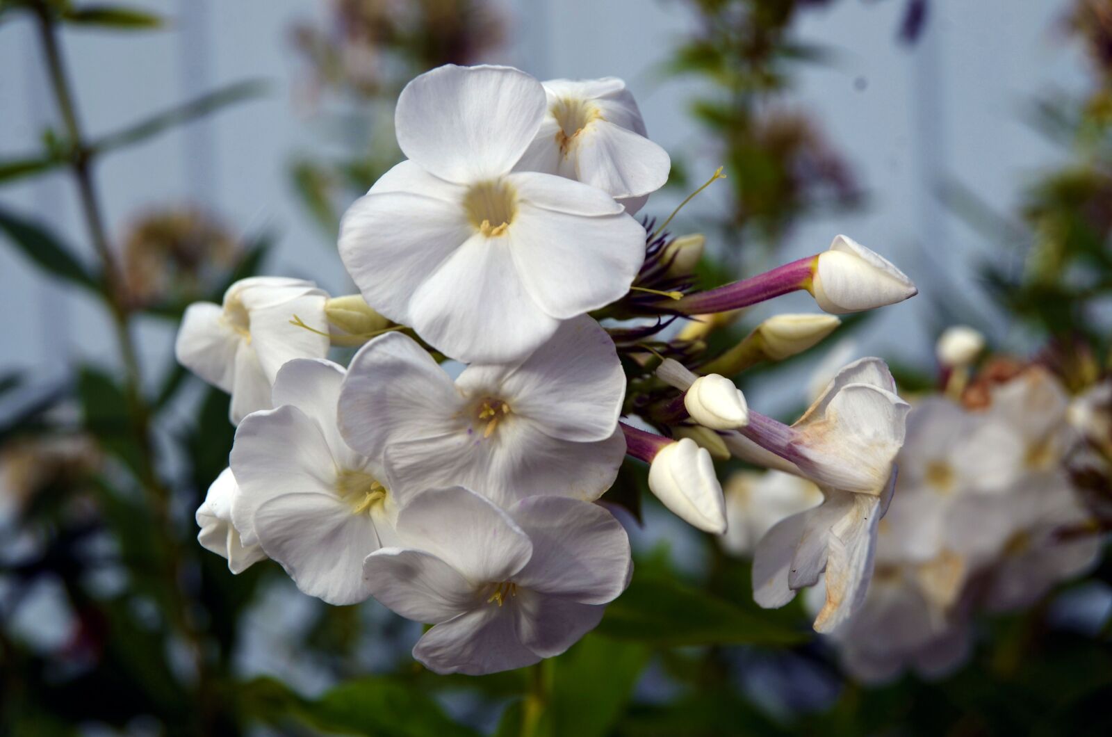Nikon D5100 sample photo. Flowers, white flowers, inflorescence photography