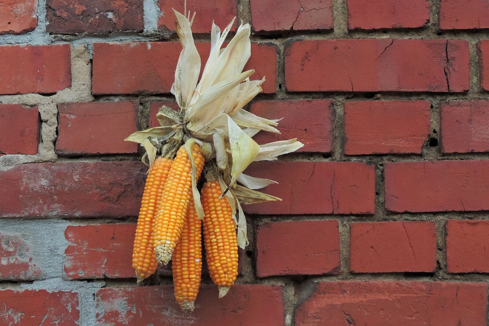 Nikon Coolpix P520 sample photo. Thanksgiving, decoration, corn photography