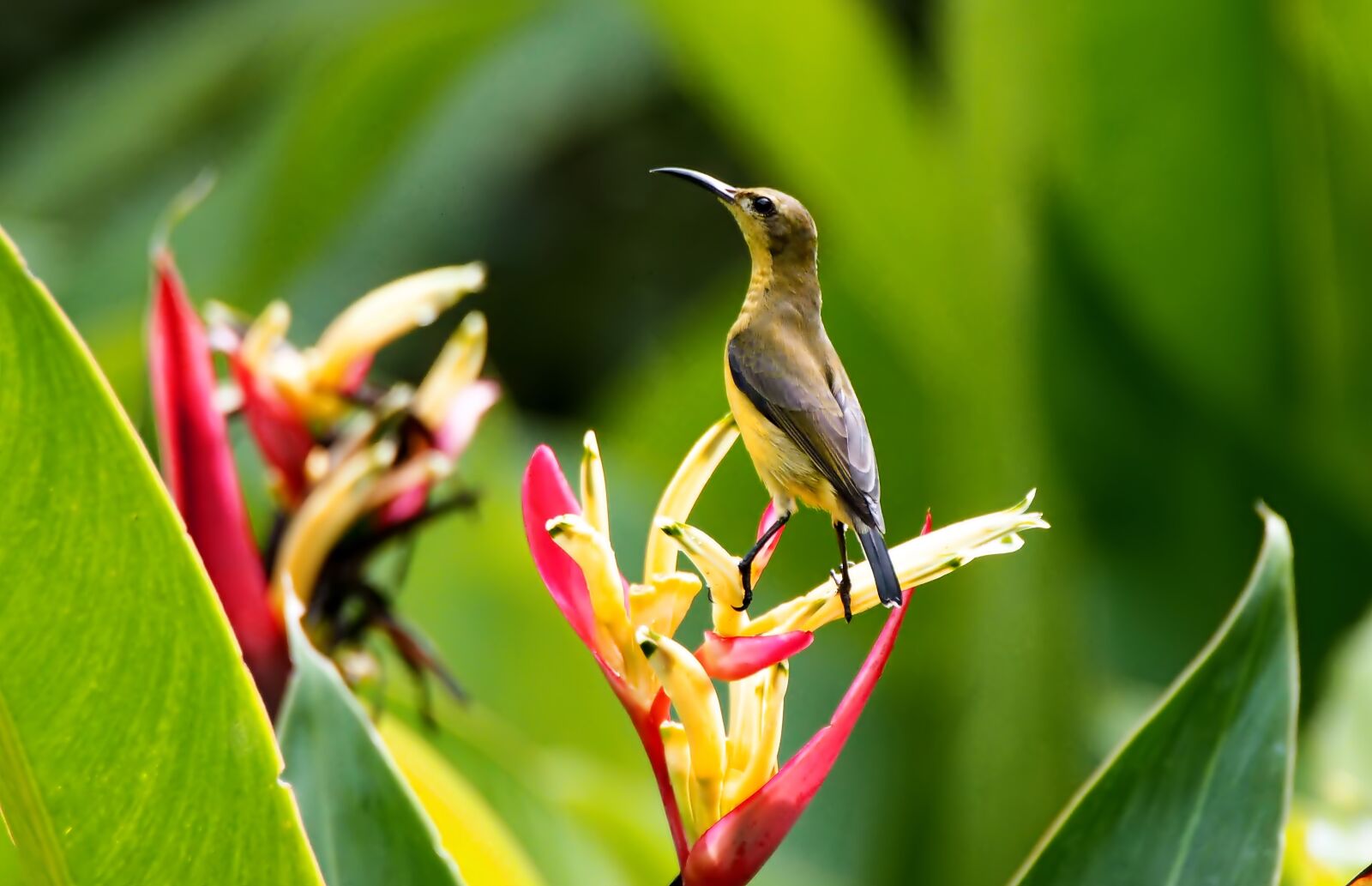 Olympus OM-D E-M1 sample photo. Sunbird perch, wild, bird photography
