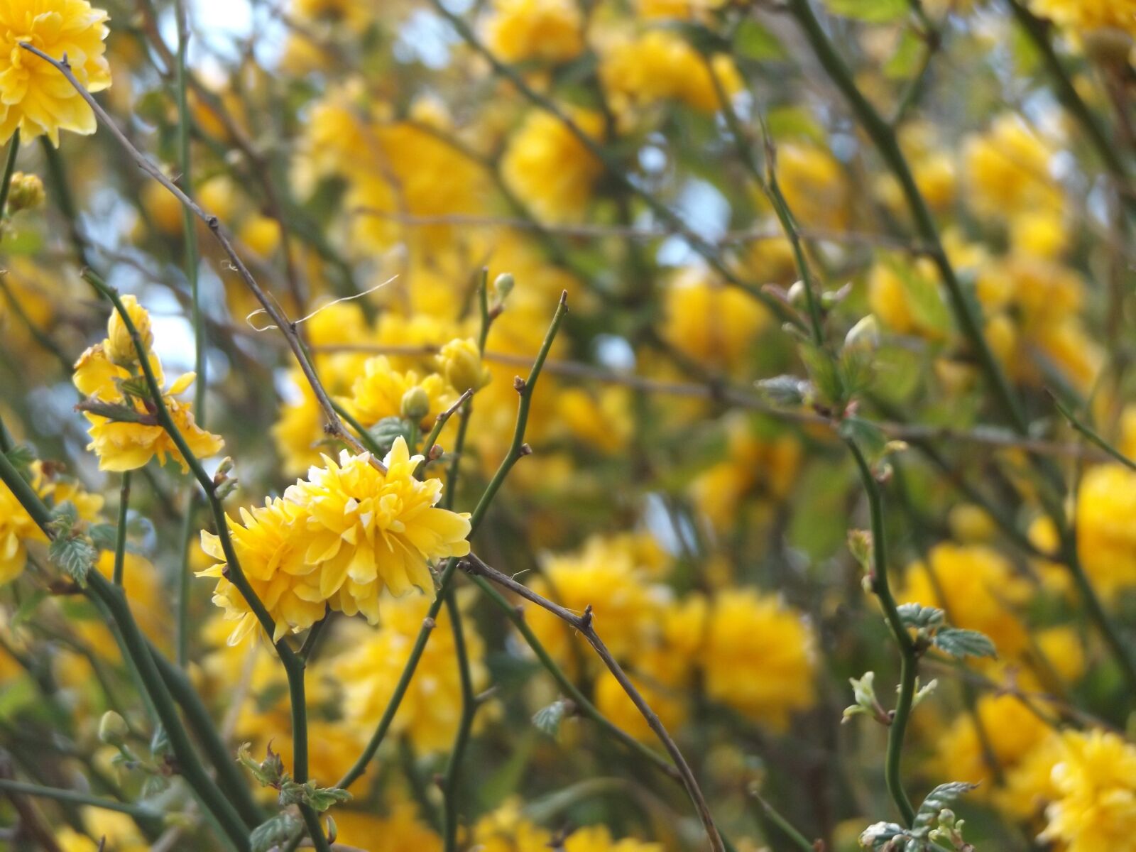 Fujifilm FinePix S8600 sample photo. Nature, yellow flowers, plant photography