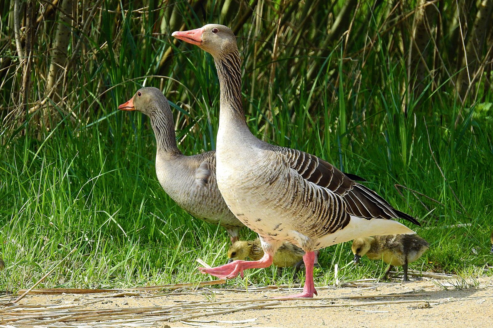 Nikon Coolpix P900 sample photo. Birds, nature, animals photography