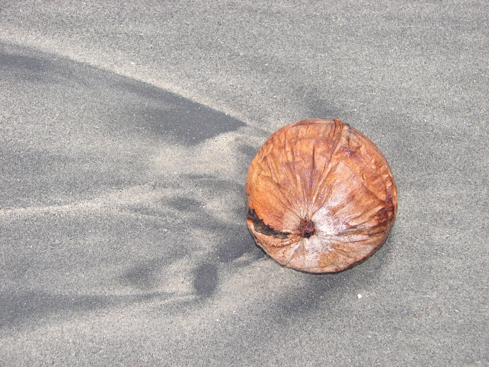 Sony DSC-H1 sample photo. Coconut, beach, sand photography
