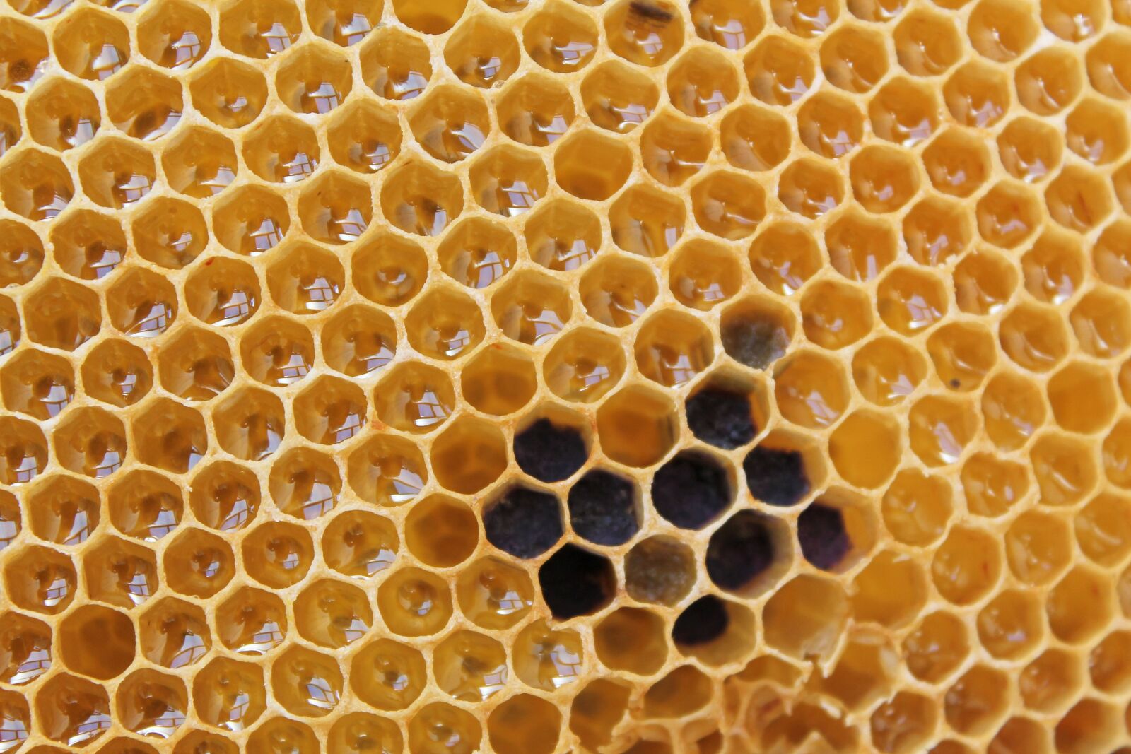Canon EOS 1100D (EOS Rebel T3 / EOS Kiss X50) sample photo. Honeycomb, honey, delicious photography