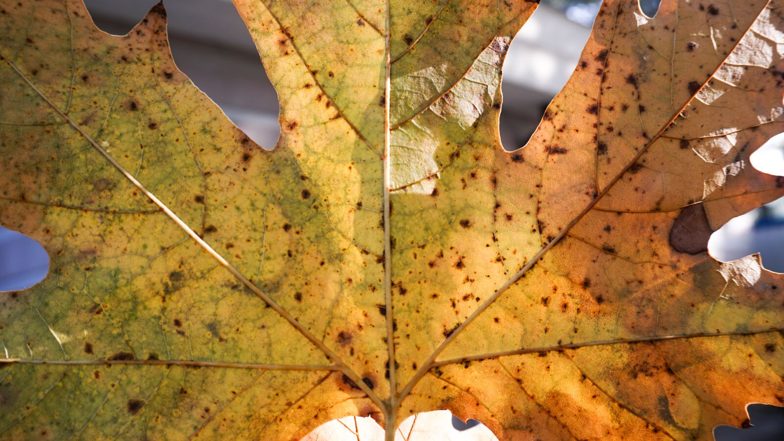 Sony a6300 sample photo. We do, autumn, old photography