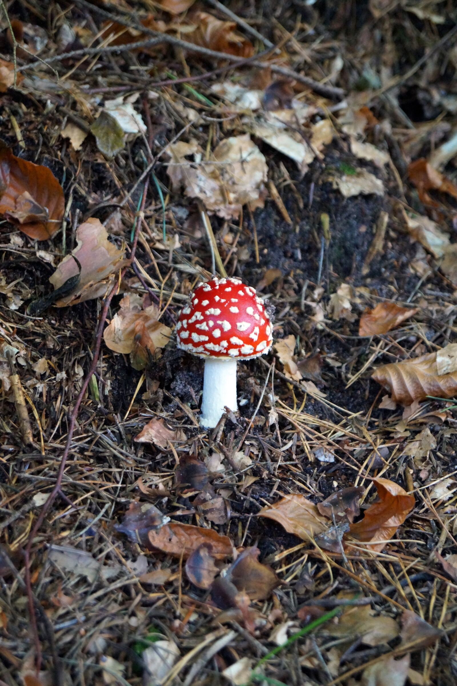 Sony DT 18-55mm F3.5-5.6 SAM II sample photo. Mushrooms, nature, forest mushrooms photography