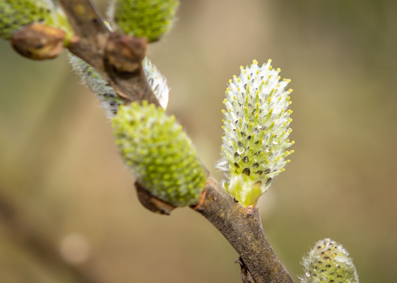 Nikon D750 sample photo. Willow catkin, bud, spring photography