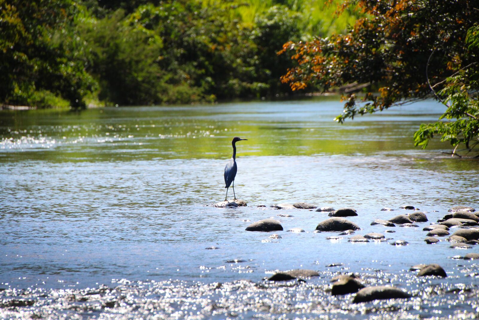 Canon EOS 1300D (EOS Rebel T6 / EOS Kiss X80) sample photo. Heron, river, costa photography