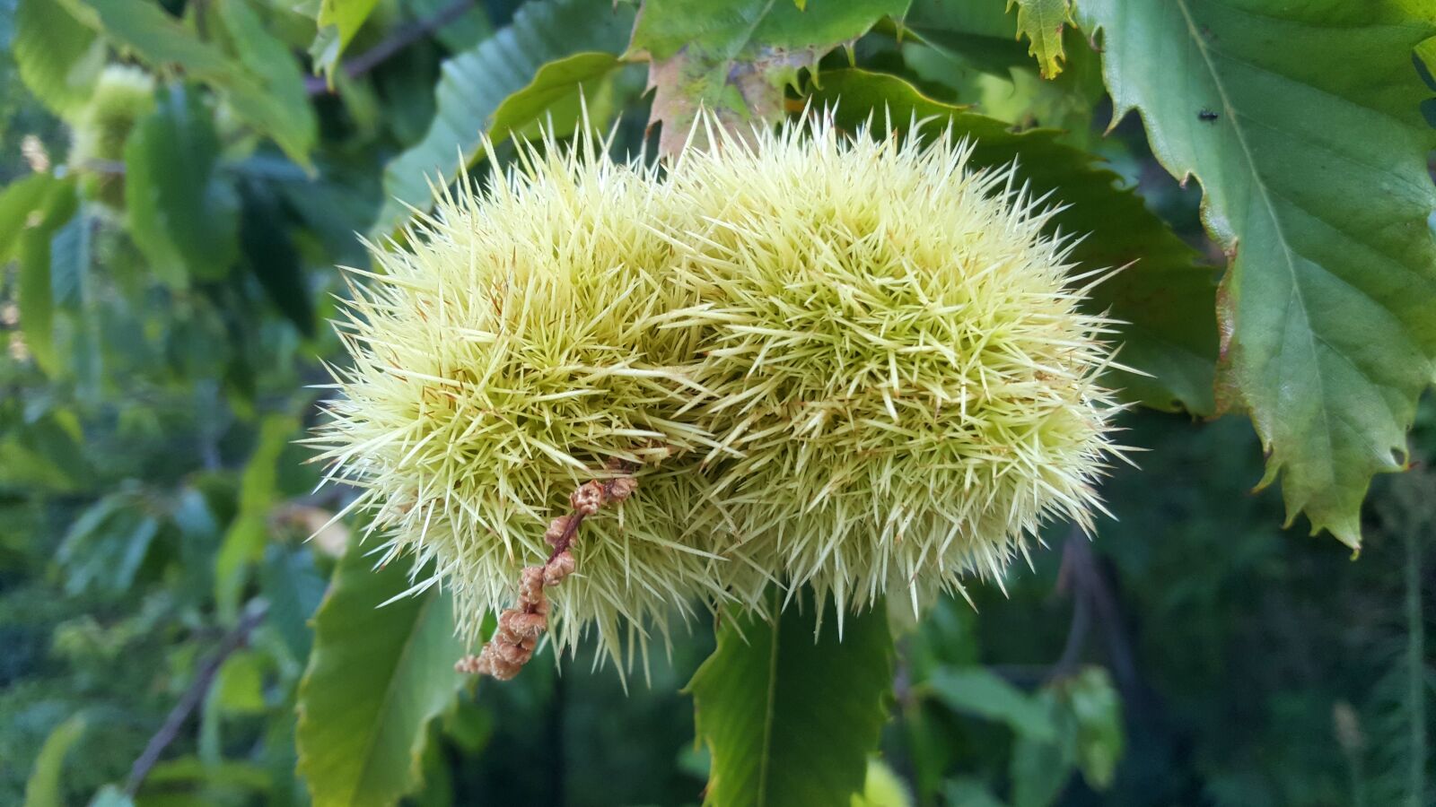 Samsung Galaxy S6 sample photo. Chestnuts, autumn, september photography