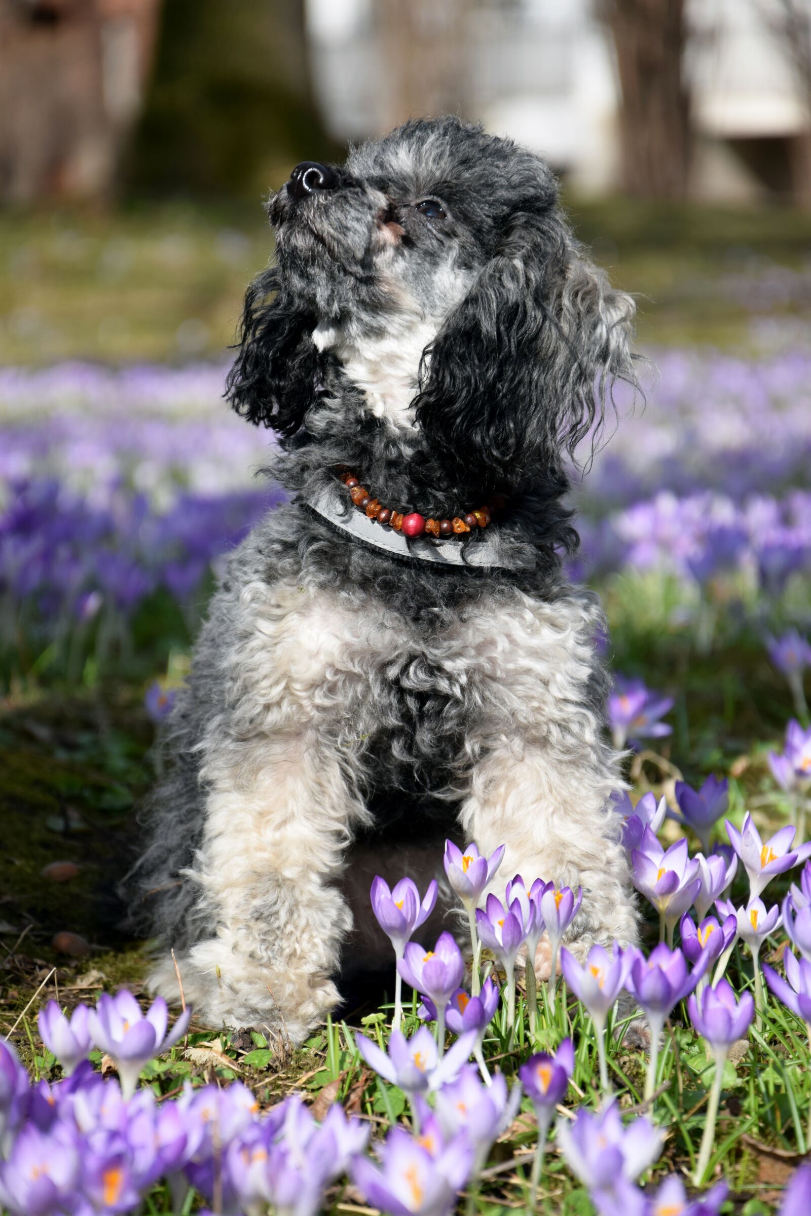 Nikon D3300 sample photo. Dog, miniature poodle, poodle photography