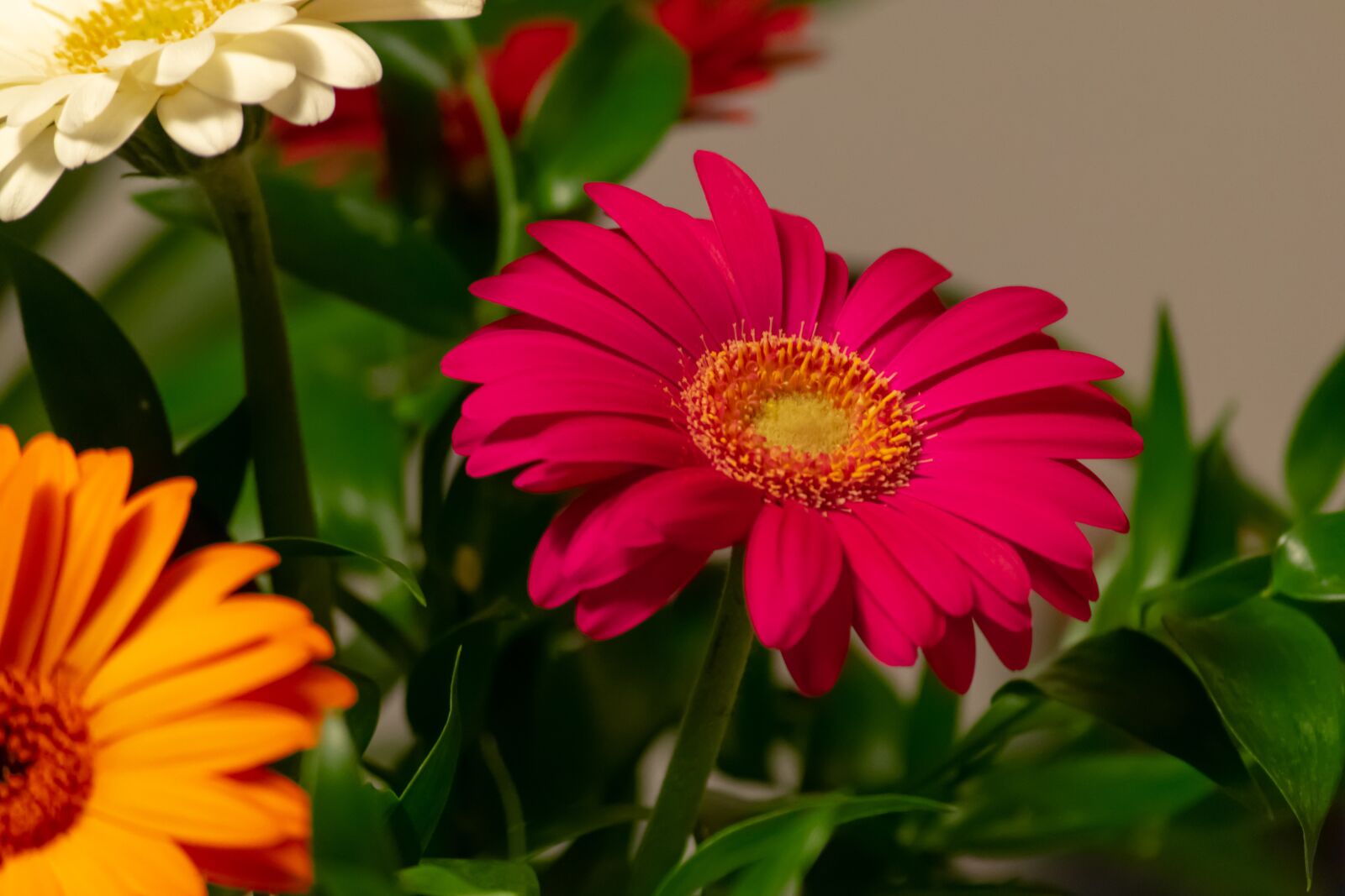 Nikon D3300 sample photo. Yellow, sun, sunflower photography