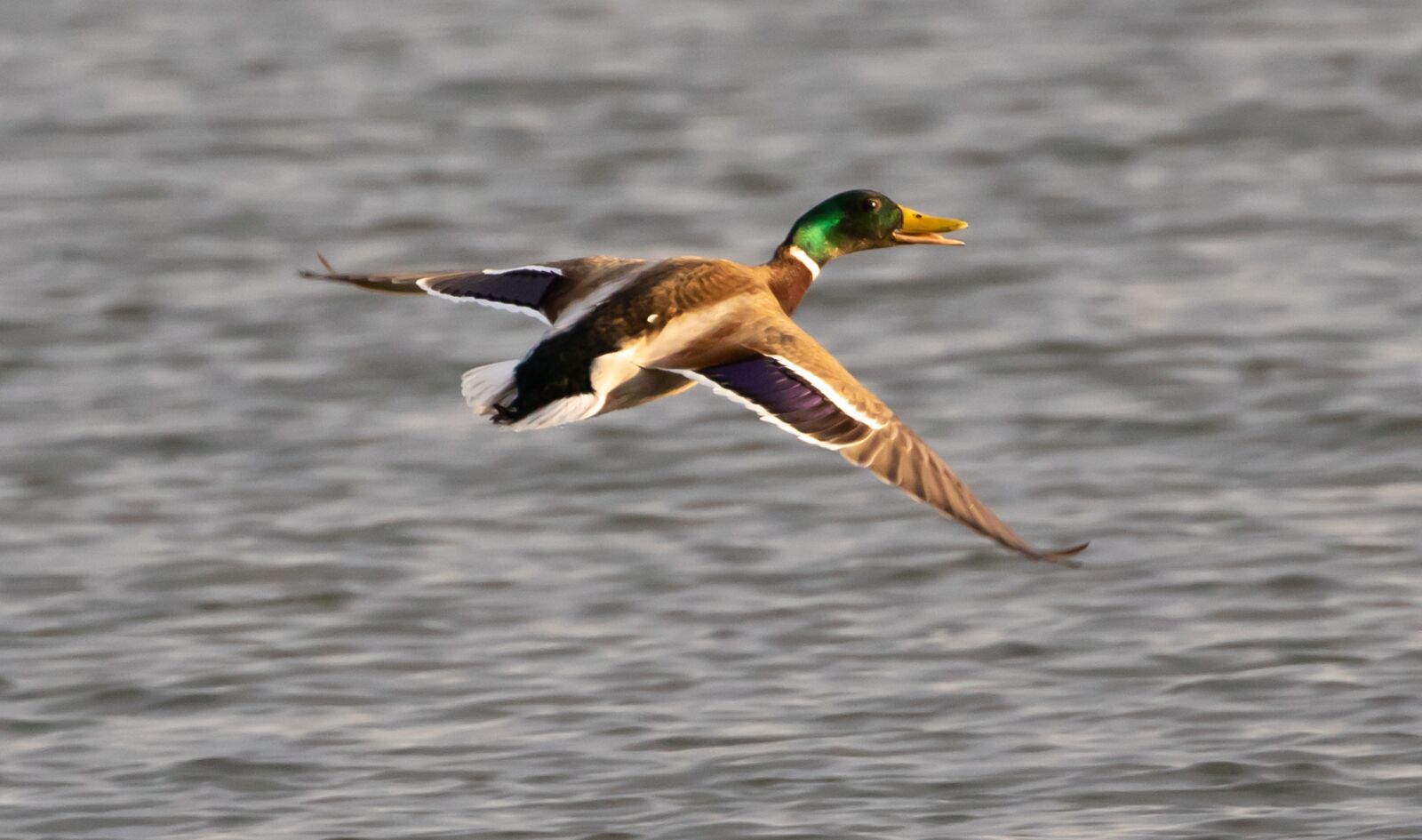 Canon EOS 7D Mark II sample photo. Male duck, duck, water photography
