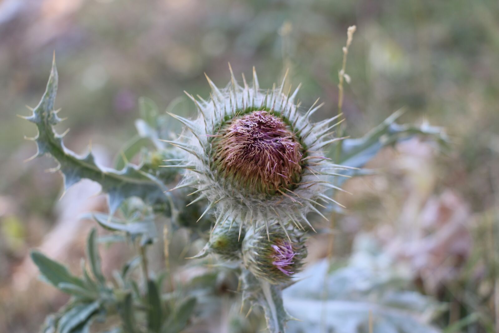 Canon EOS 70D sample photo. Thistle, plant, sting photography