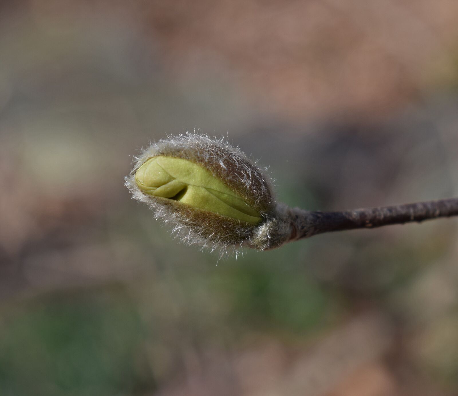 Nikon D3300 sample photo. Star magnolia blossom bud photography