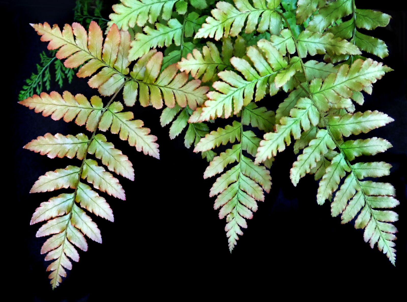 Olympus TG-5 sample photo. Fern, foliage, leaf photography