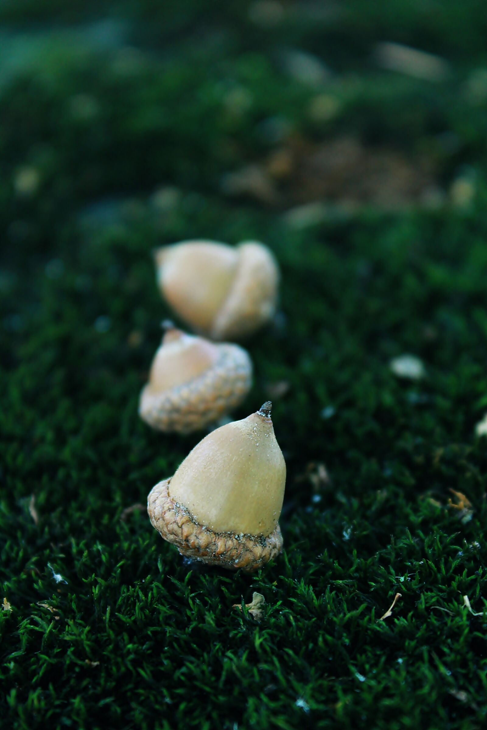 Canon EOS 1200D (EOS Rebel T5 / EOS Kiss X70 / EOS Hi) sample photo. Acorn, moss, nature photography