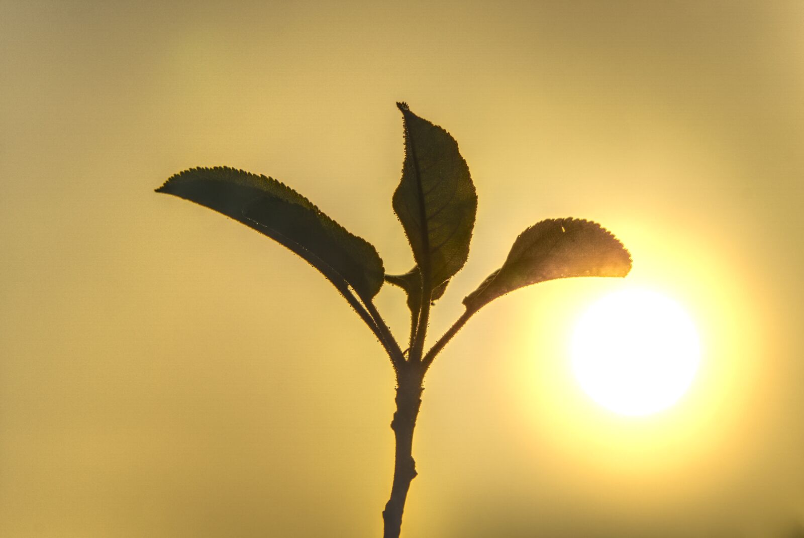 Sony a6000 sample photo. Sun, backlighting, fog photography