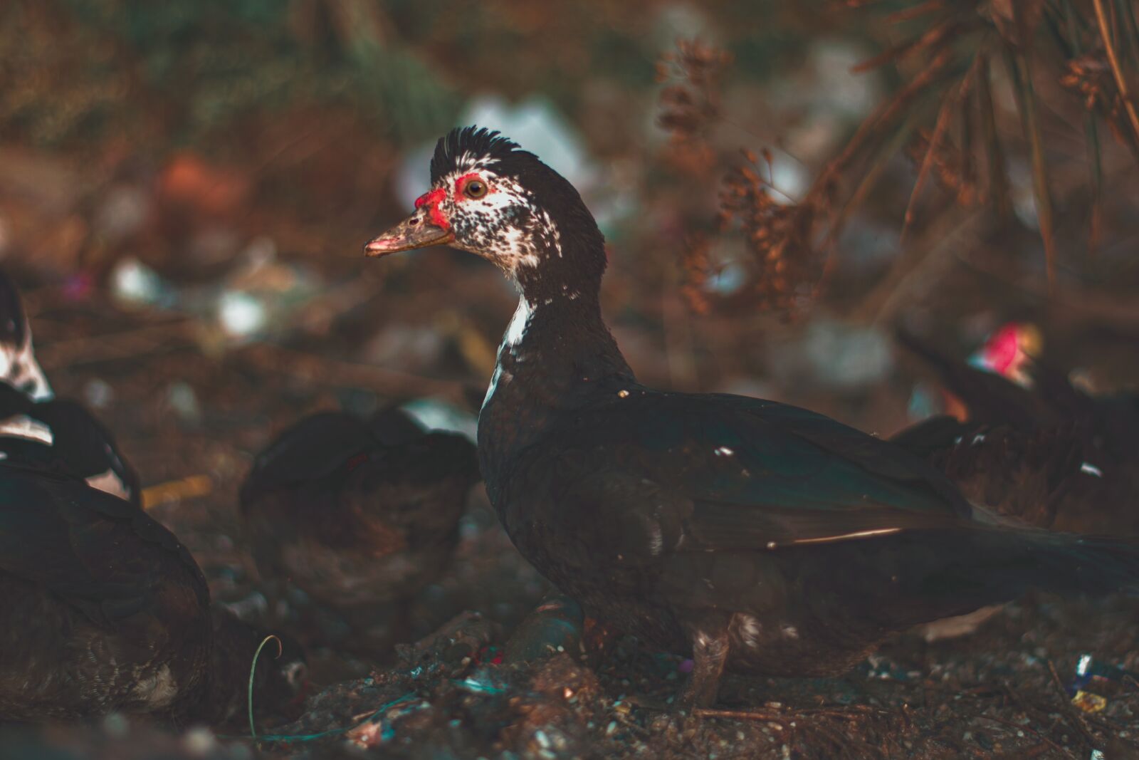 Nikon D7200 sample photo. Duck, bird, water bird photography