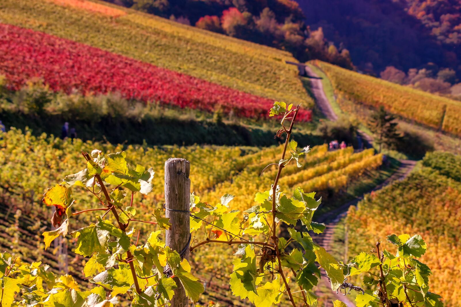 Canon EOS 650D (EOS Rebel T4i / EOS Kiss X6i) sample photo. Nature, landscape, wine photography