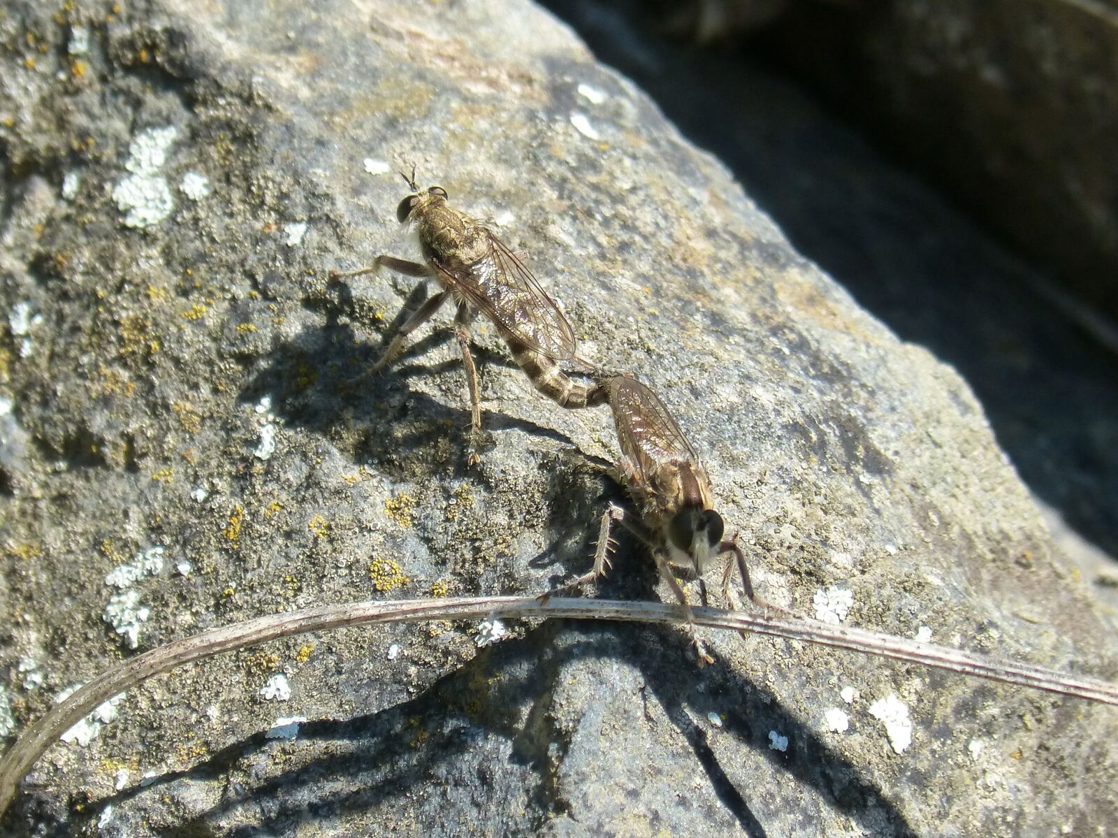 Panasonic DMC-FZ62 sample photo. Bugs, couple, insects photography