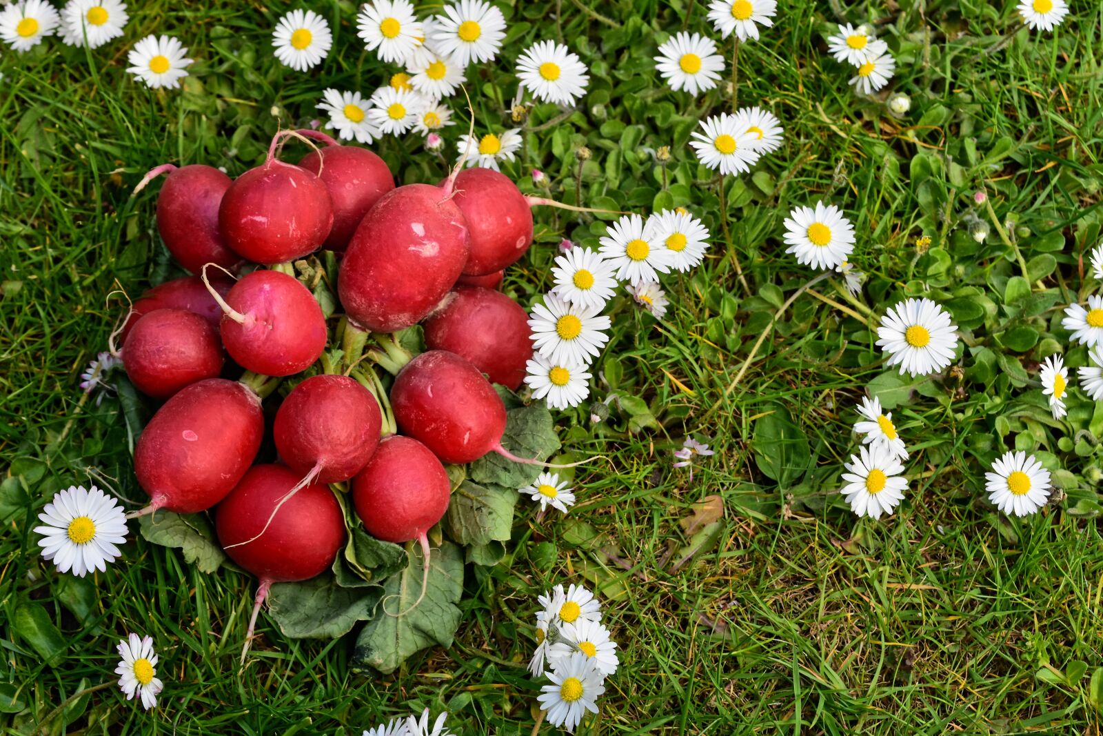 Nikon D7200 sample photo. Radishes, radish, vegetables photography