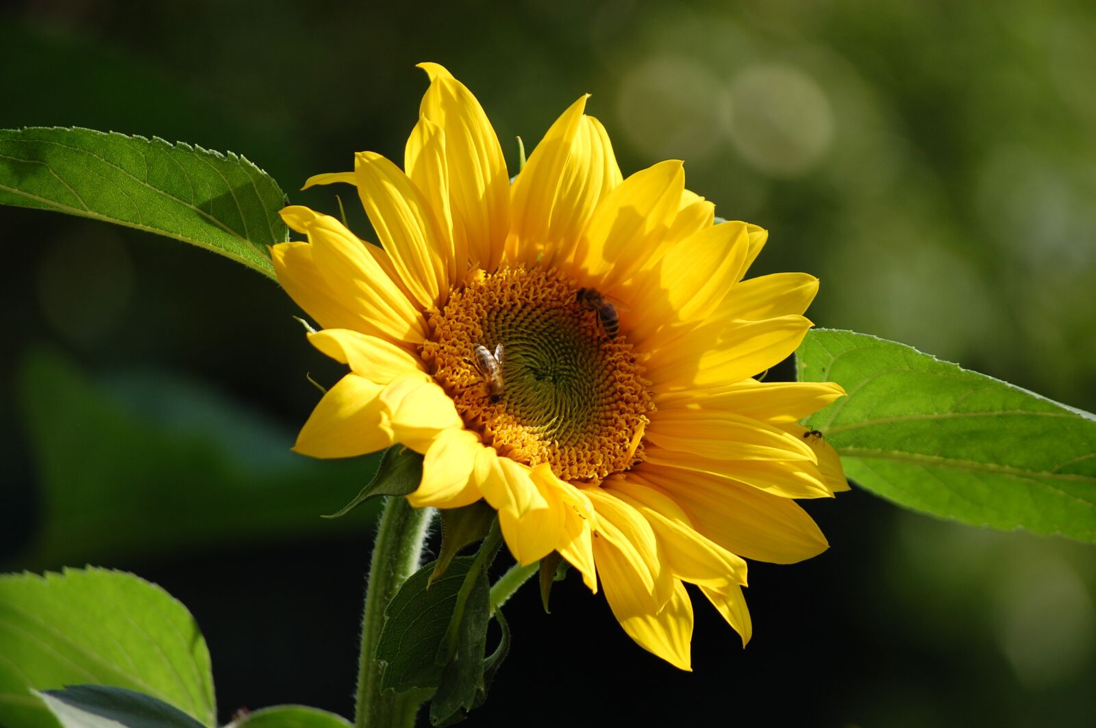 Nikon D40 sample photo. Flower, nature, yellow flower photography