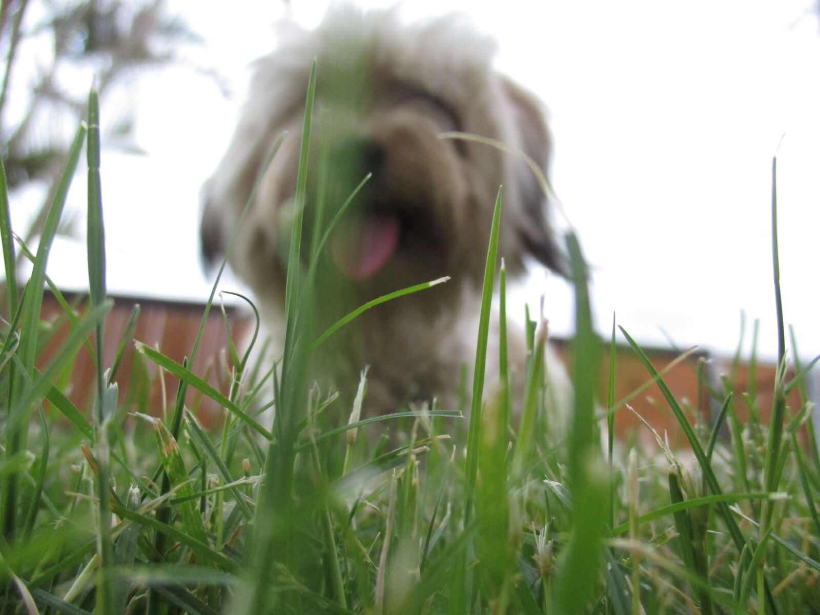 Canon PowerShot ELPH 160 (IXUS 160 / IXY 150) sample photo. Dog, grass, green, photography photography