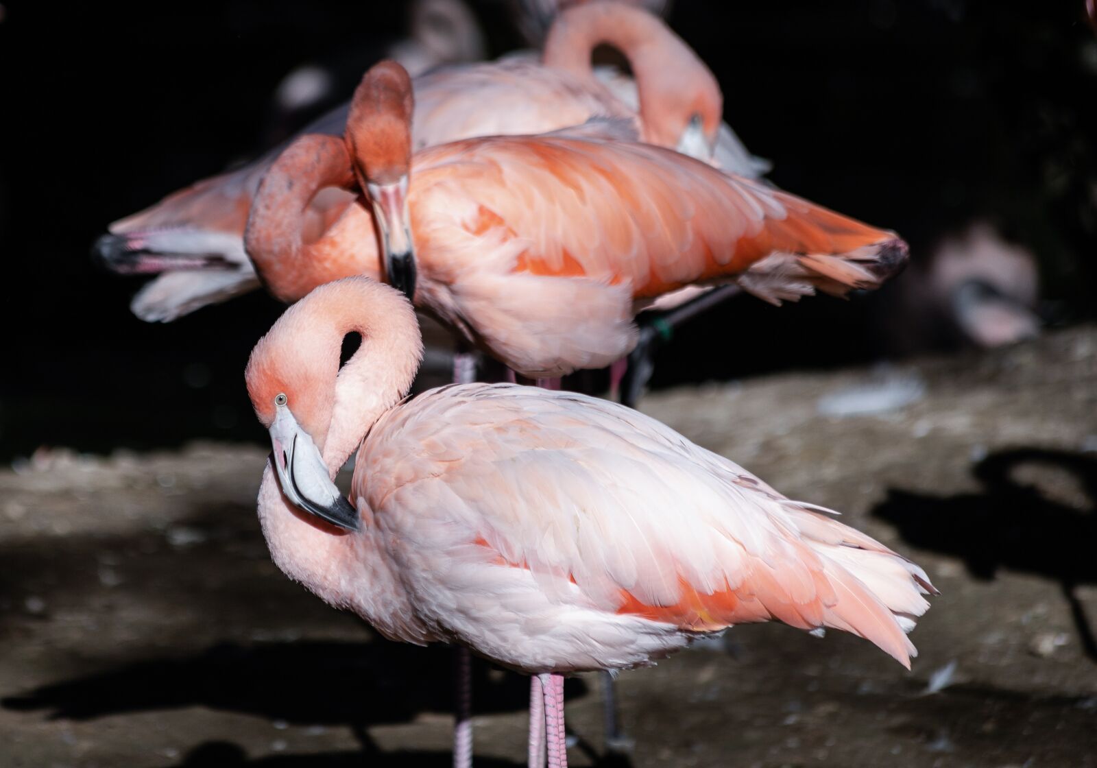 Canon EF 70-300mm F4-5.6 IS USM sample photo. Flamingos, birds, pink feathers photography