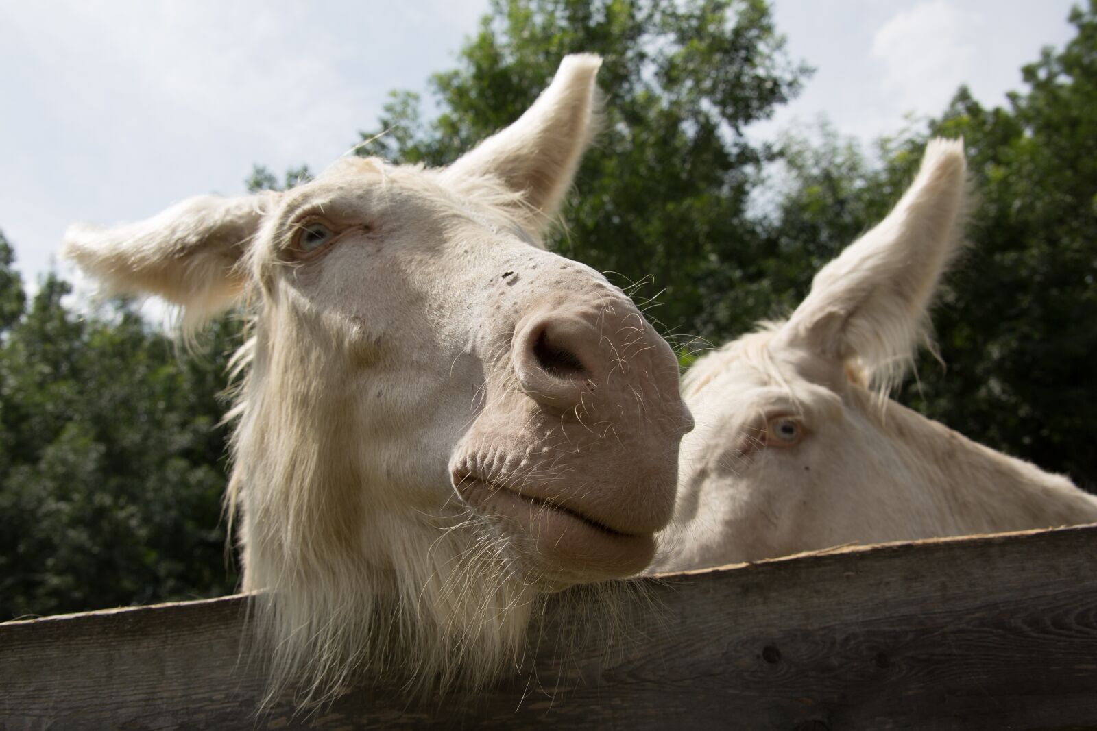 Canon EOS 5D Mark III sample photo. Albino, donkey, white photography