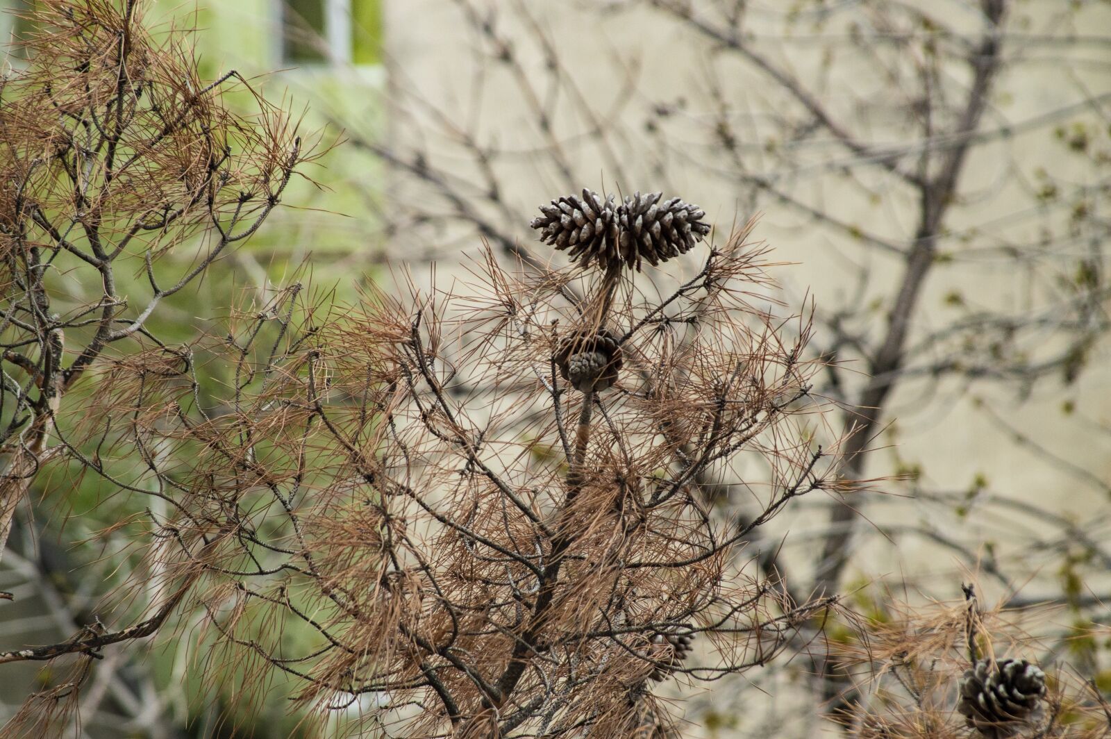 Nikon D3200 sample photo. Tree, spring, flowers photography