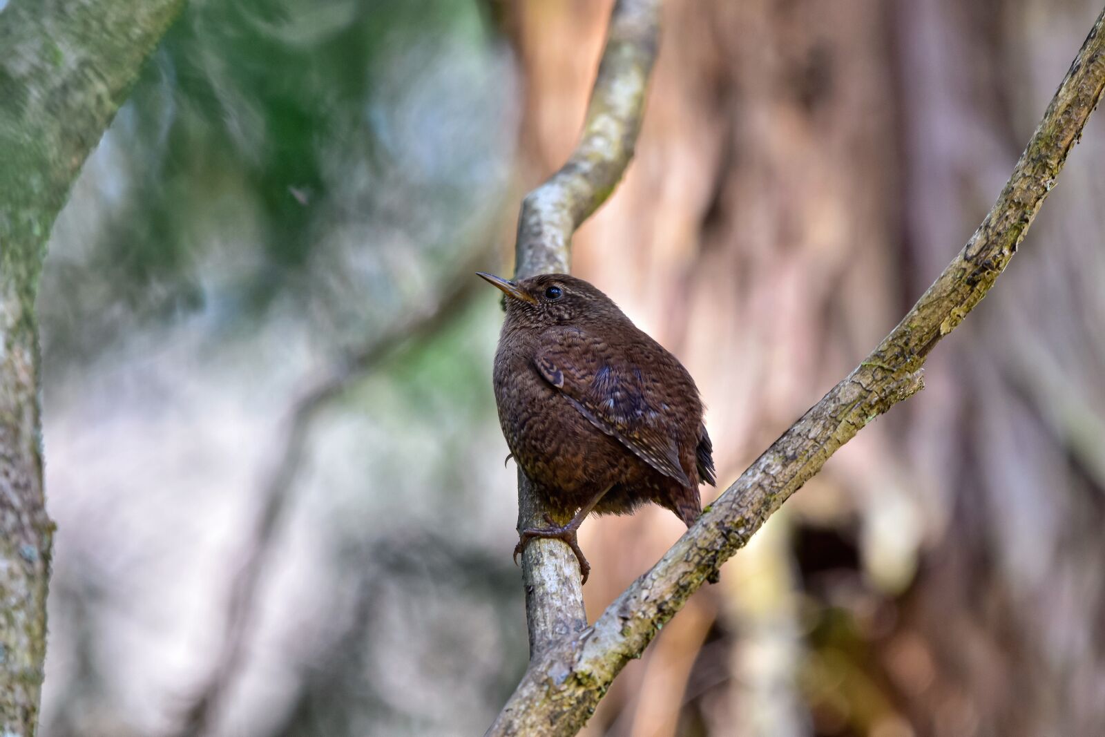 Nikon D7200 sample photo. Animal, forest, wood photography