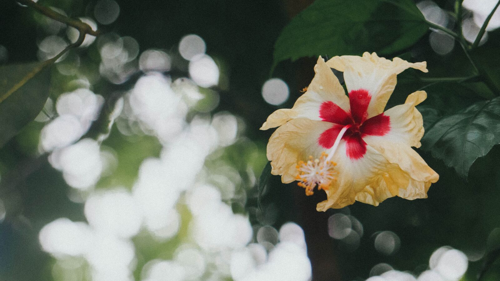 Sony E 55-210mm F4.5-6.3 OSS sample photo. Flower, hibiscus, blossom photography