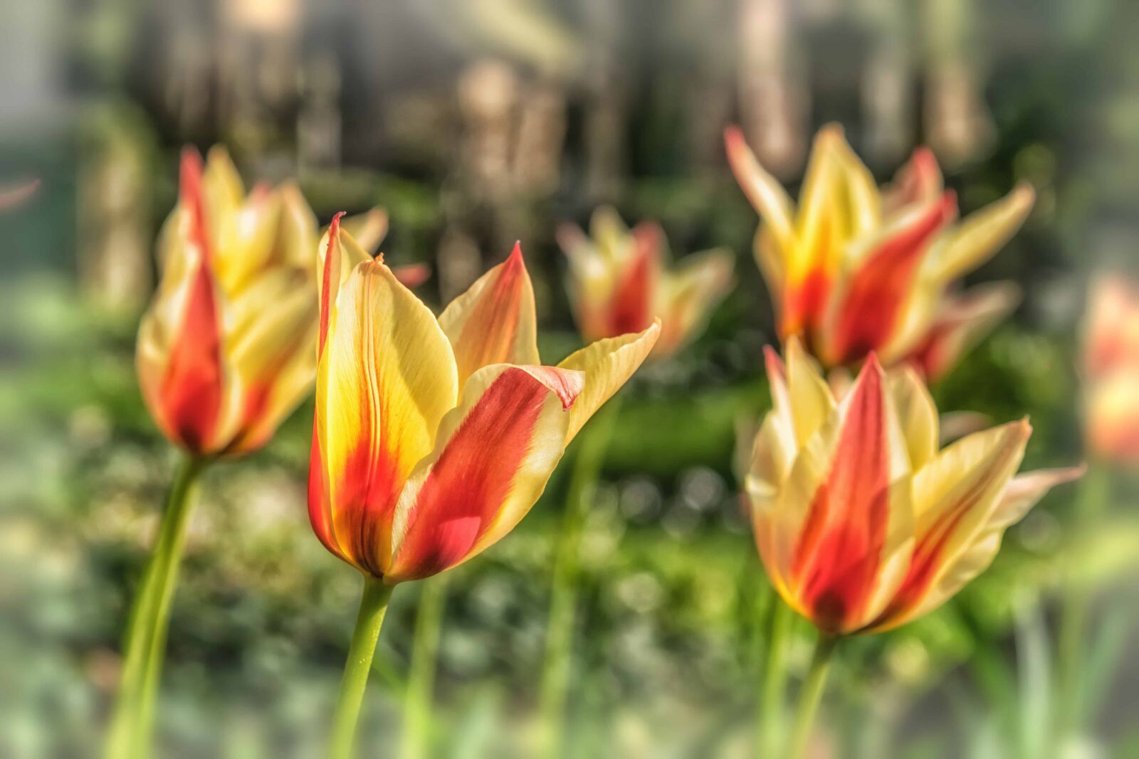 Nikon D3300 sample photo. Flora, garden, nature, flower photography