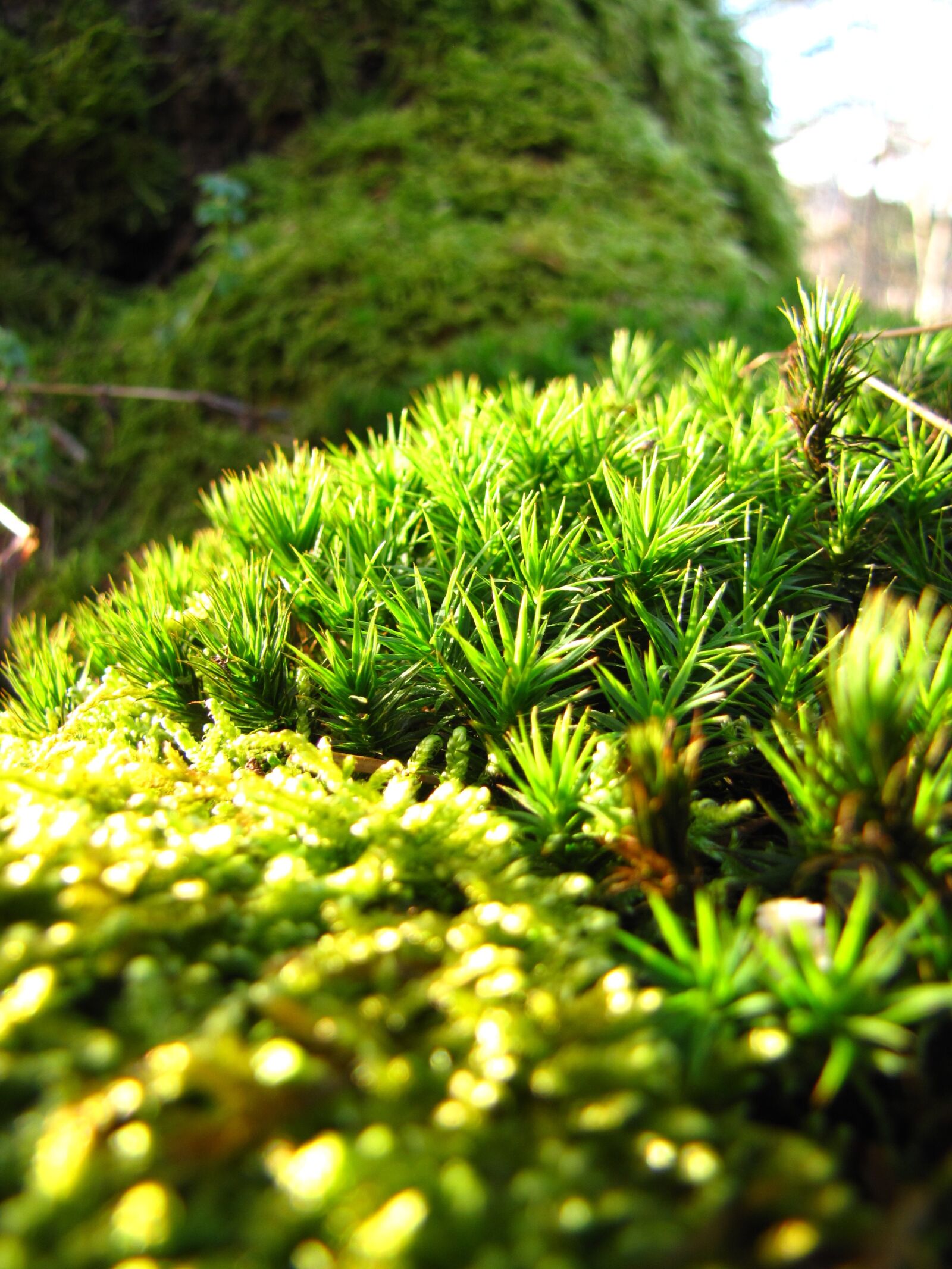 Canon PowerShot SX20 IS sample photo. Green, forest, autumn photography