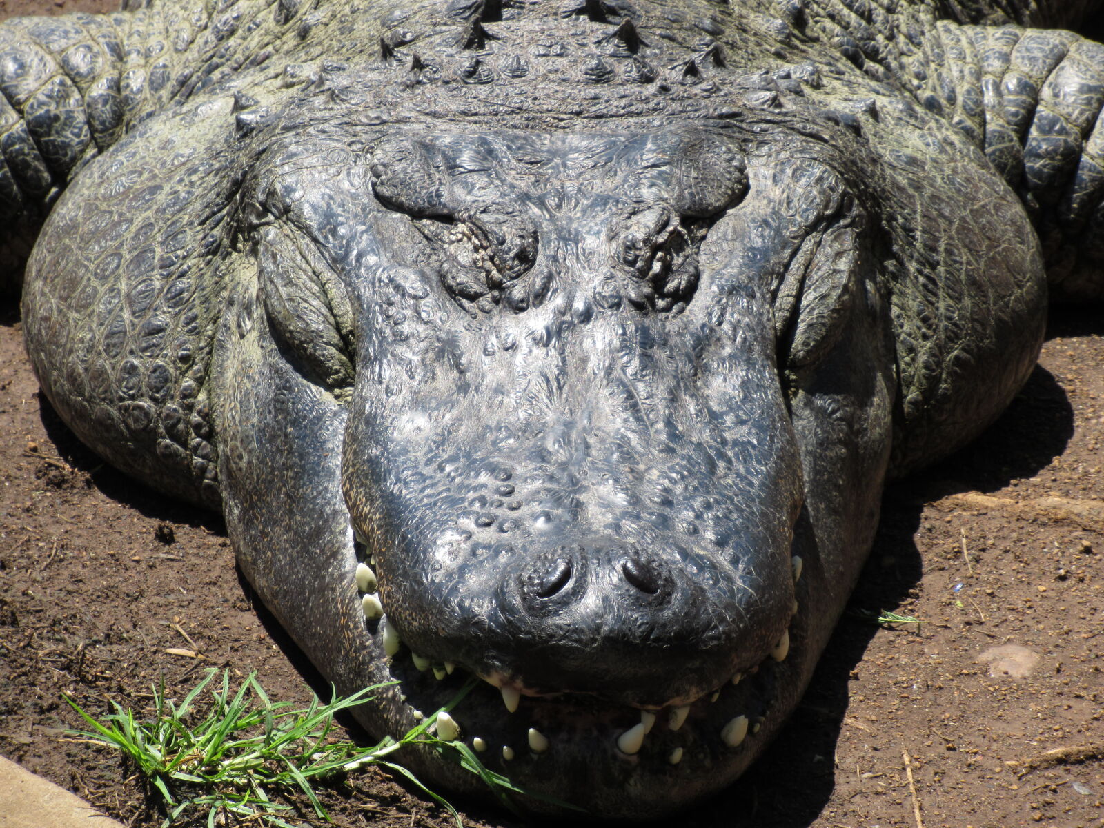 Canon PowerShot SX620 HS sample photo. Animal, crocodile, dangerous, dentist photography