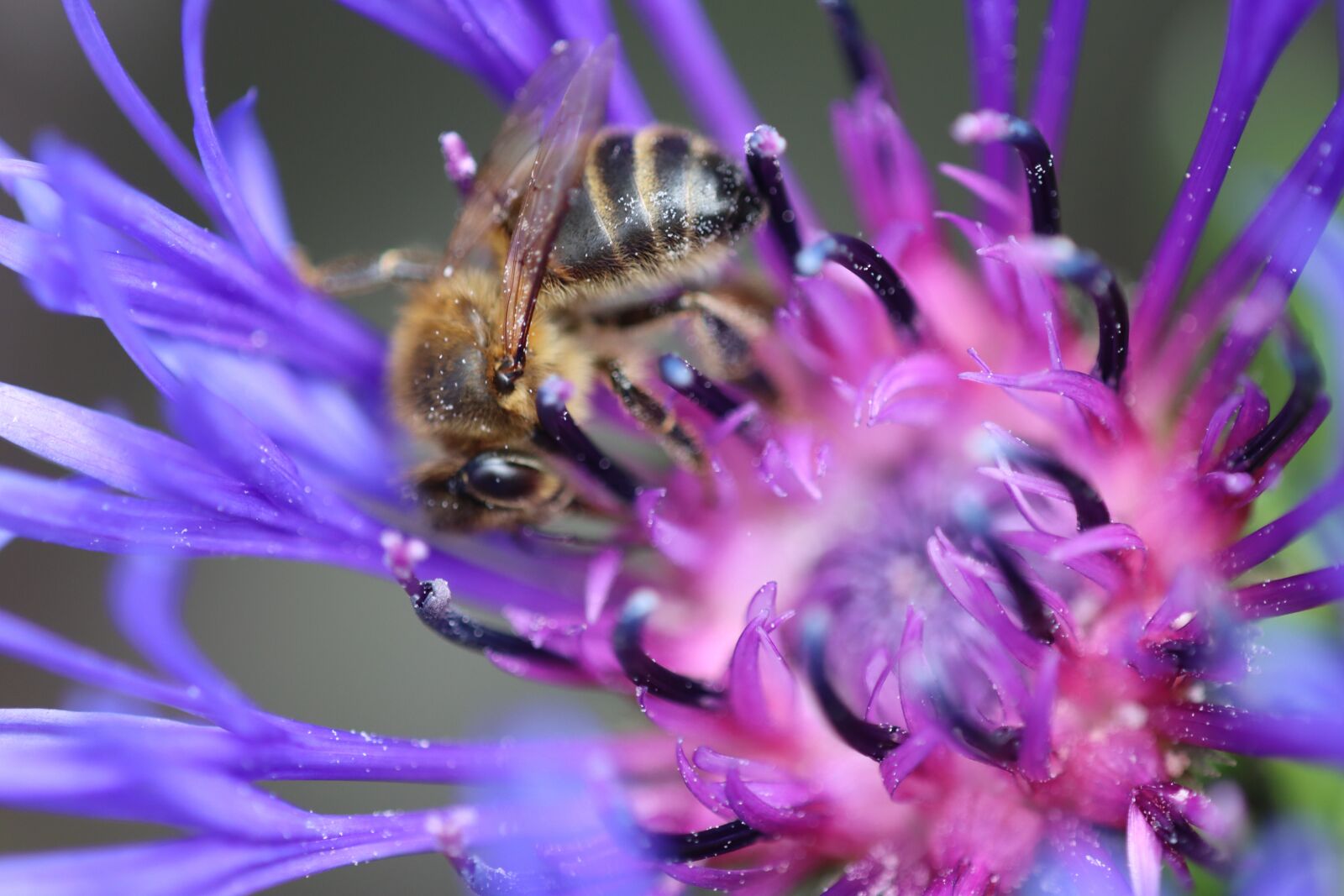 Canon EOS 90D sample photo. Bee, wasp, insect photography