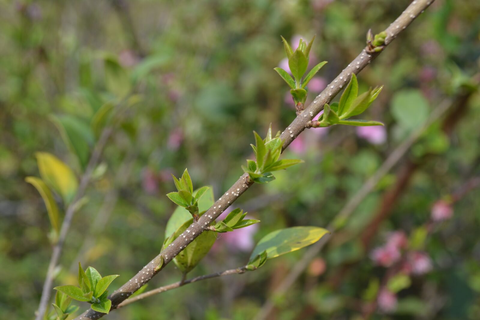 Nikon D3100 sample photo. Flower, nature, blossom photography
