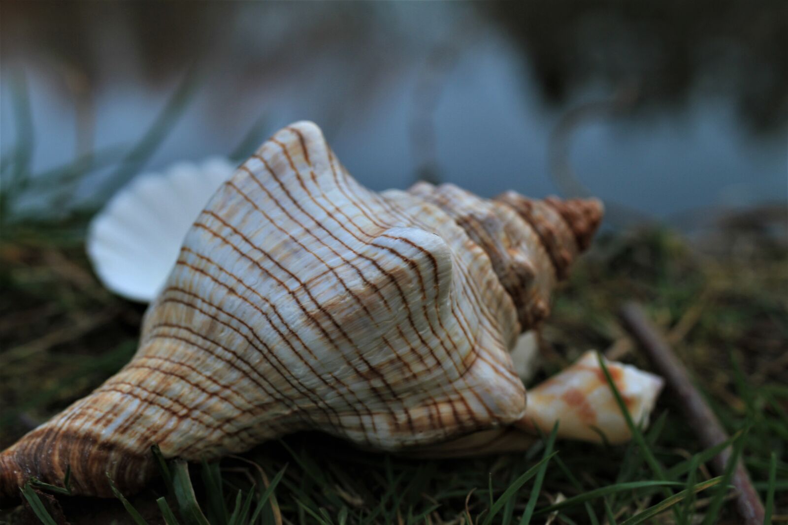 Canon EOS 7D sample photo. Shell, beautiful, large photography