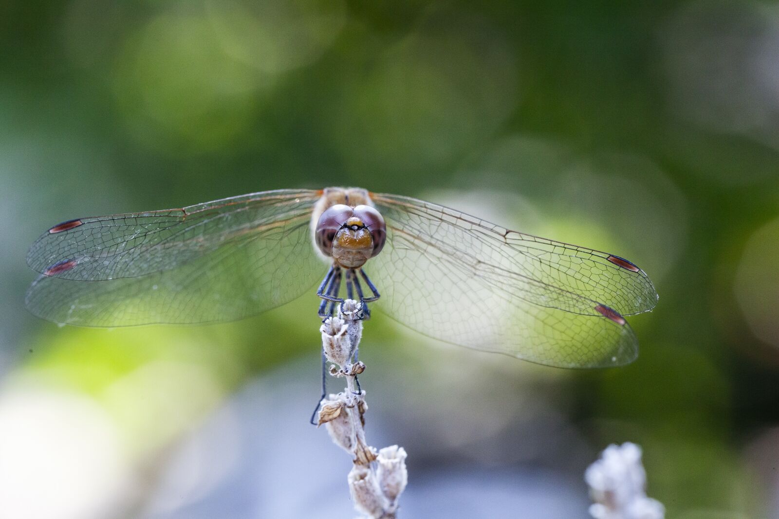 Canon EF 100mm F2.8L Macro IS USM sample photo. Dragonfly, blurry background, lavender photography