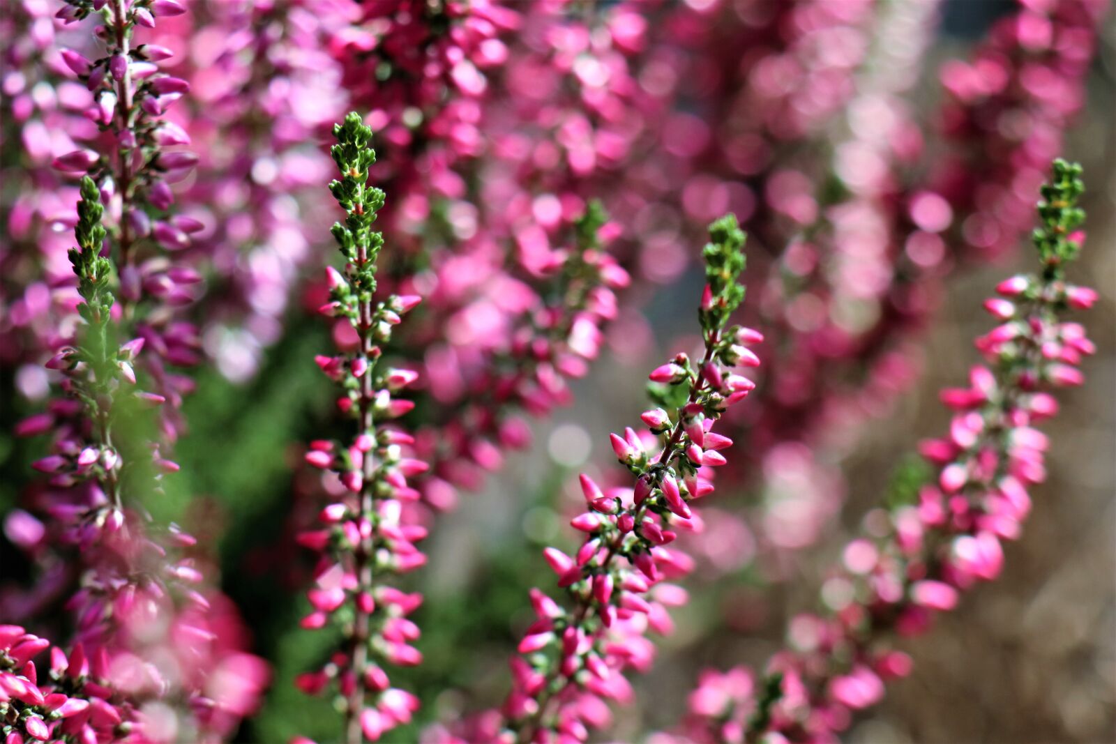 Canon EF-M 18-150mm F3.5-6.3 IS STM sample photo. Heather flowers, flowers, plant photography