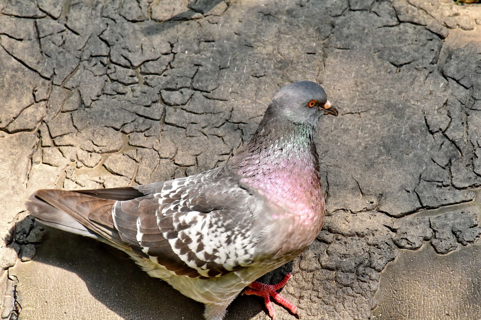 Nikon D5500 sample photo. Pigeon, wildlife, feather, animal photography