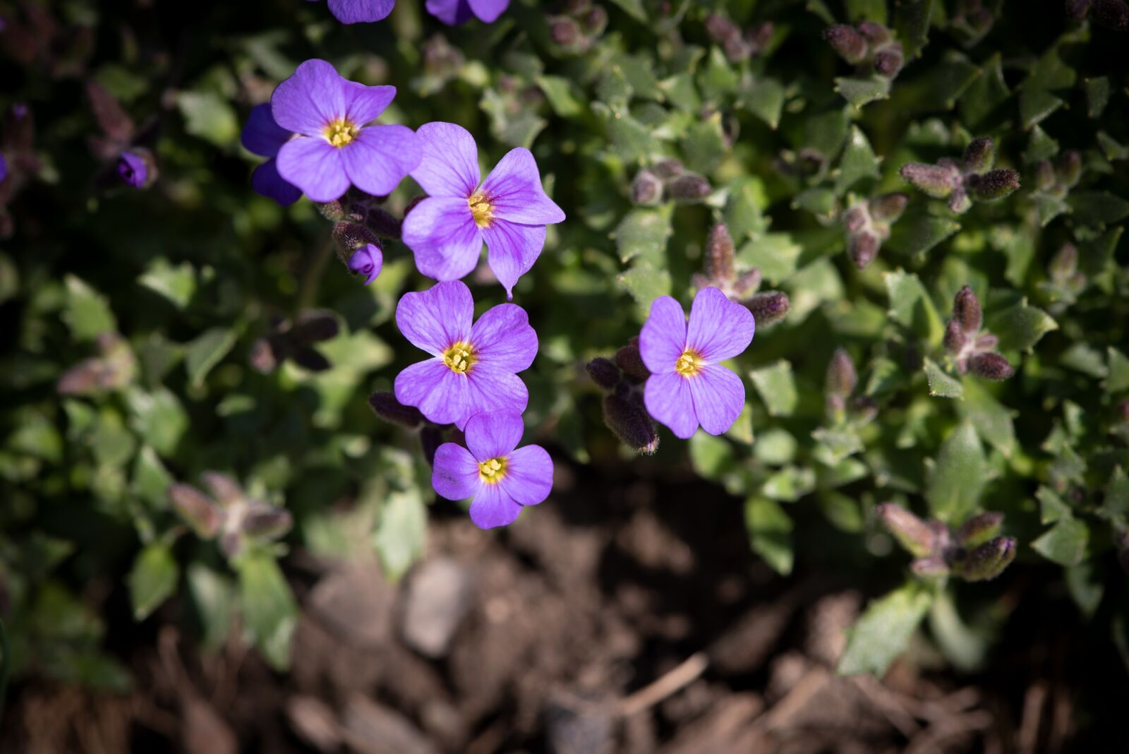 Nikon D750 sample photo. Flowers, purple, violet photography