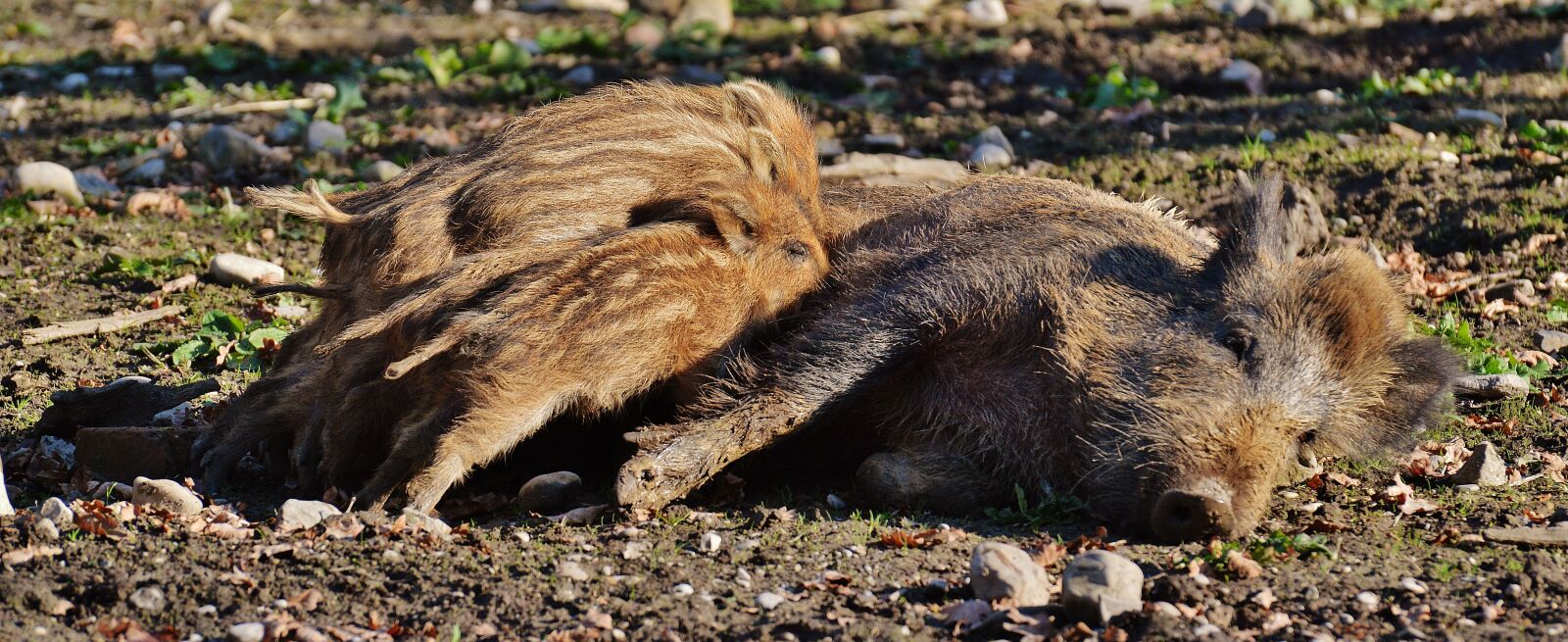 Nikon D3200 sample photo. Wild pigs, little pig photography