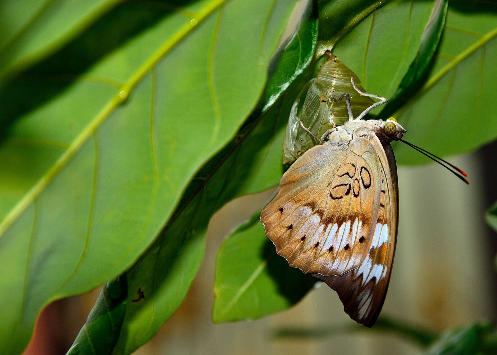 Nikon D3100 sample photo. Nature, insect, butterfly photography