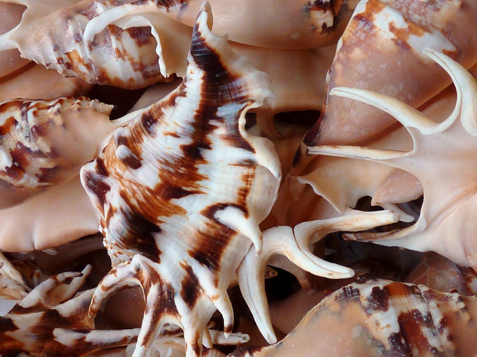 Panasonic DMC-TZ7 sample photo. Shell, sea, beach photography