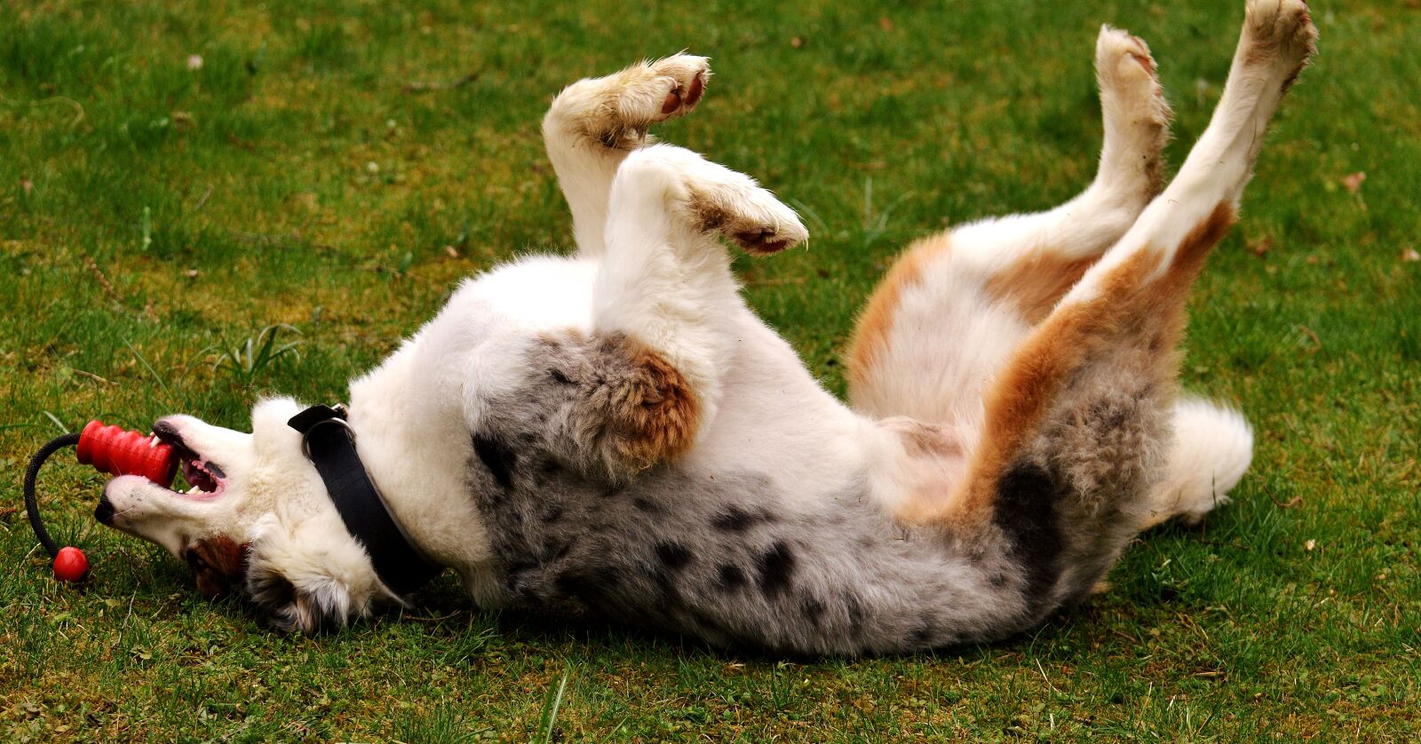 Nikon D3200 sample photo. Dog, young, play photography