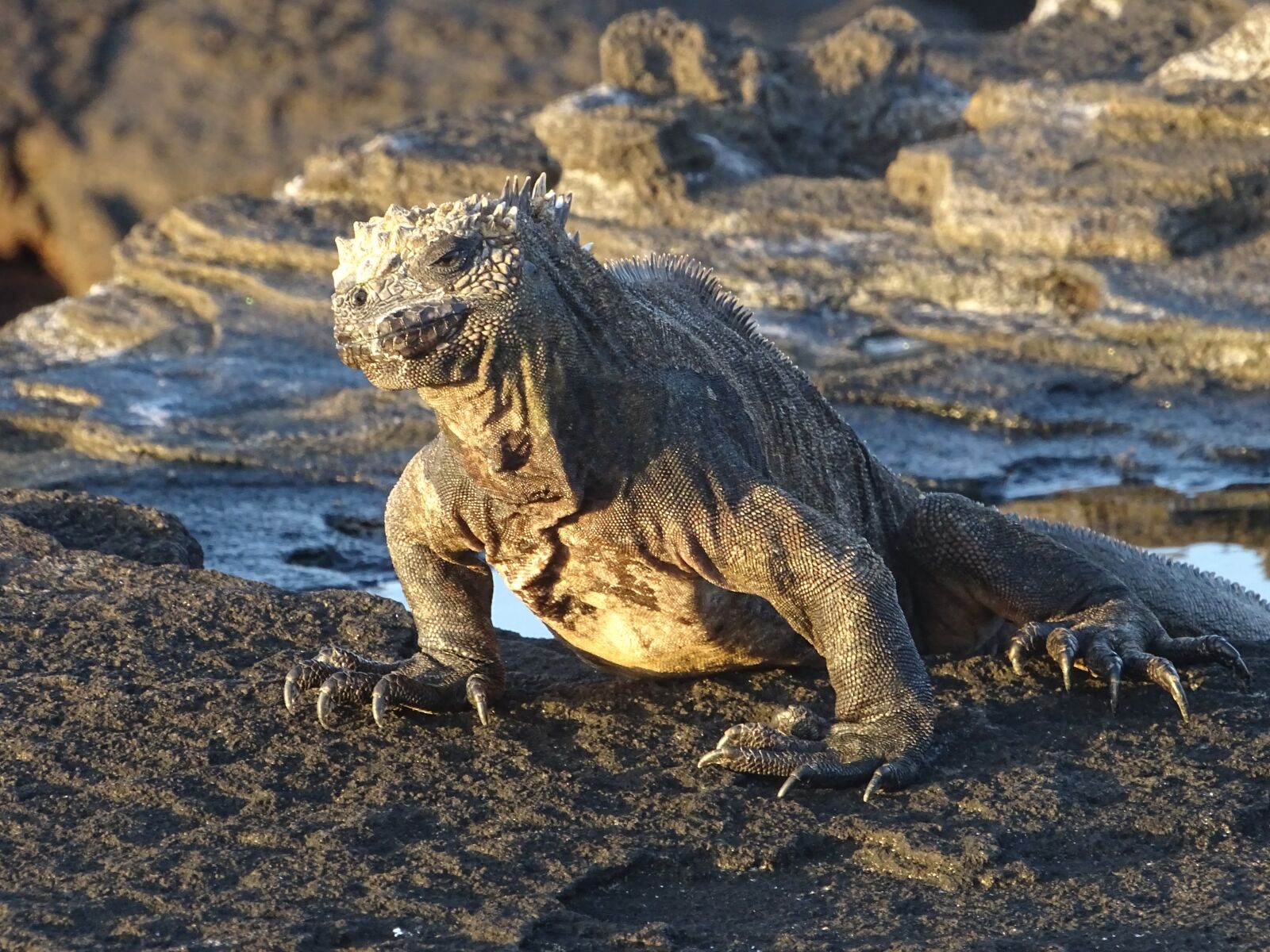 Sony Cyber-shot DSC-HX400V sample photo. Marine lizard, galapagos, ecuador photography