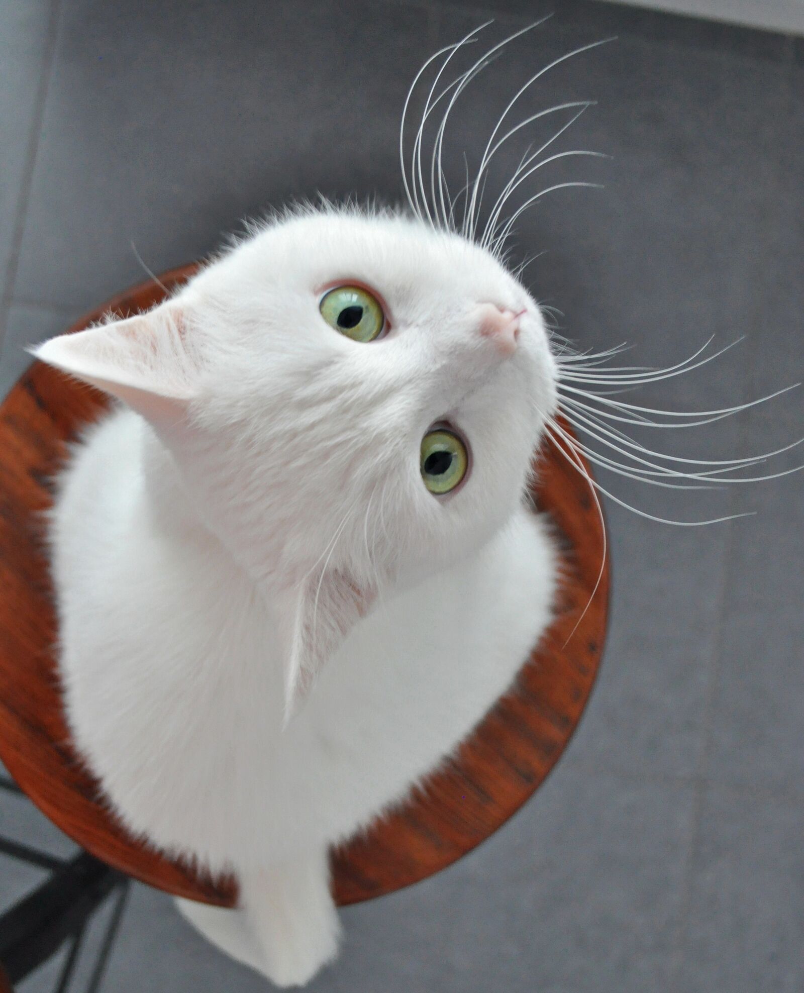 Nikon D5000 sample photo. Cat's eyes, cat, animal photography