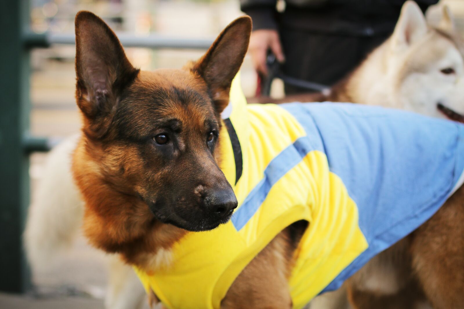 Canon EOS 70D + Canon EF 50mm F1.4 USM sample photo. Dog, 犬科, pet photography