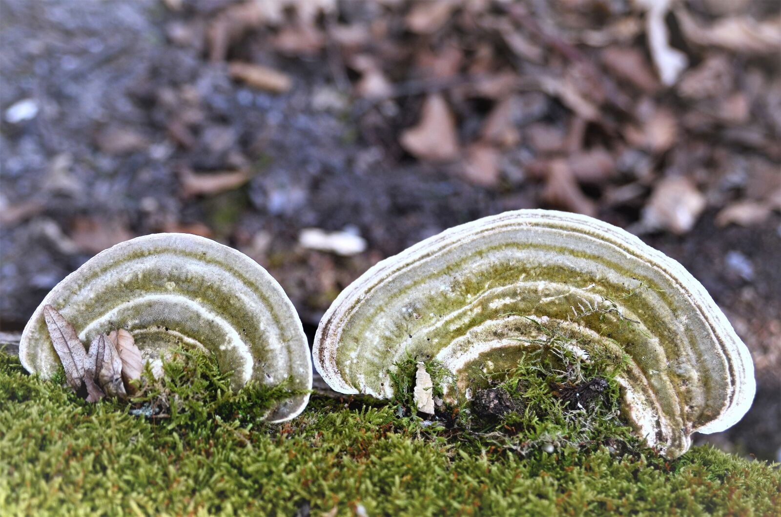 Nikon D7000 sample photo. Tree fungus, mushroom, tinder photography